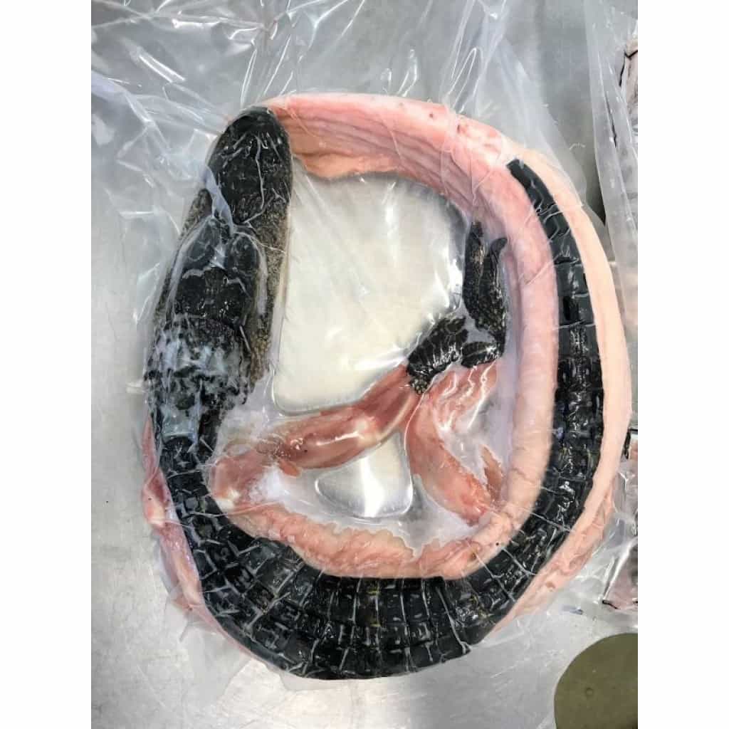 Whole Skinned Alligator (Approx. 14–18 lbs)