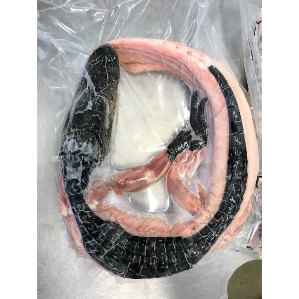 Whole Skinned Alligator (Approx. 14–18 lbs)