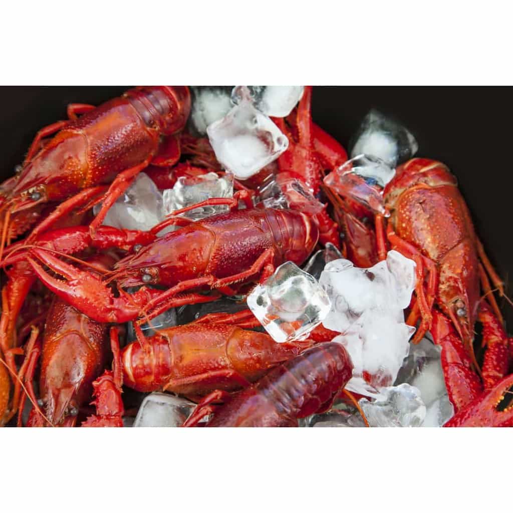 Whole Boiled Crawfish — 5 lb (No Seasoning)