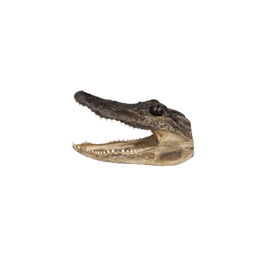 Authentic American Alligator Head (Taxidermy, 5–6.5 in)