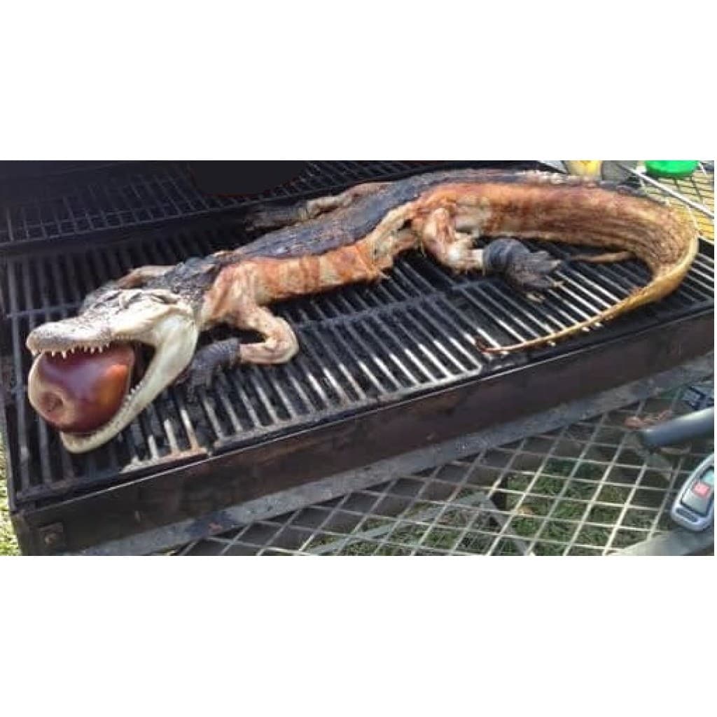 Whole Skinned Alligator Extra Large 19–24 lbs