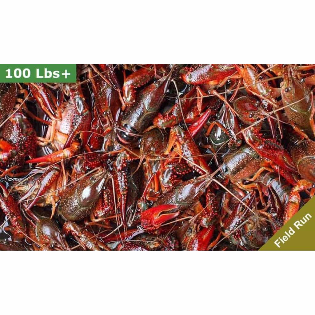 90 lb Field-Run Live Crawfish Bulk Sack Bundle