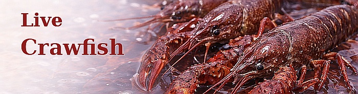Live Crawfish
