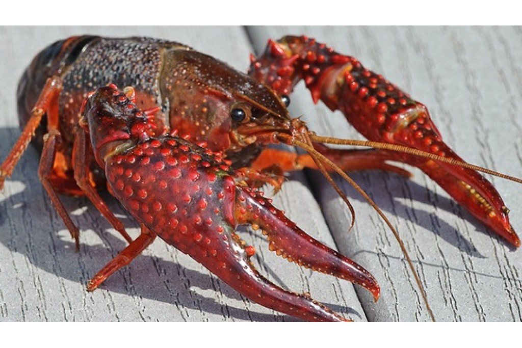 Live Crawfish - Where can I get Crawfish?