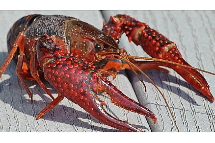 Live Crawfish - Where can I get Crawfish?