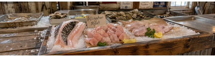 Alligator Alligator