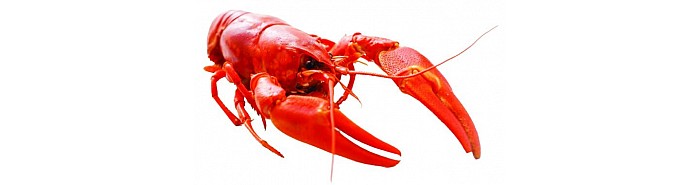 Buy Live Louisiana Crawfish Online from Cajun.com