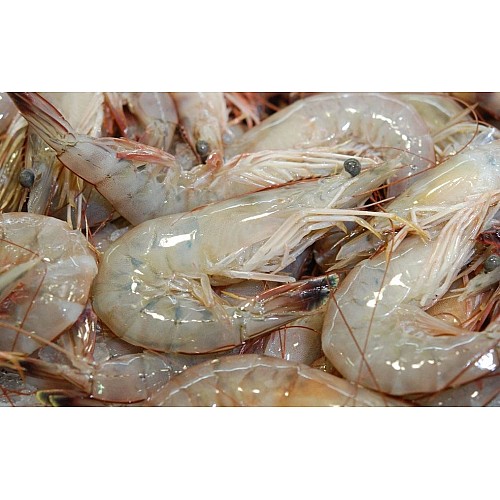 Mexican Extra Jumbo Shrimp, Block, Head-On, 20/30, 4 lb – Ocean Garden®  Products