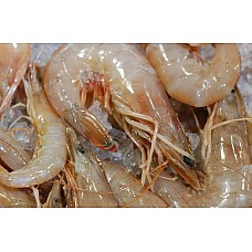 16/20 Gulf White Shrimp - Jumbo (Heads-On) IQF