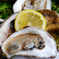 Fresh Shucked Oysters by the Gallon - Louisiana Oysters