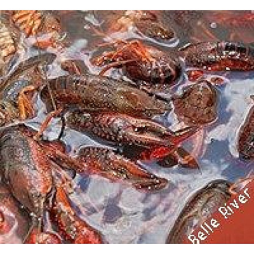 live crawfish in water