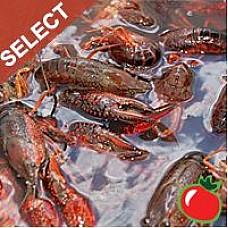 Live Crawfish Select w/ seasoning 1 Sack