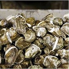 Louisiana Oysters (Whole) - Pasteurized