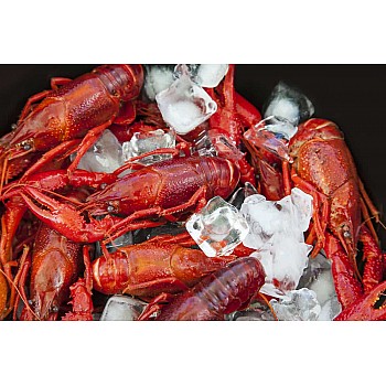 Louisiana Whole Boiled Crawfish 5 lbs No Seasoning