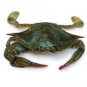 Soft Shell Crab (Jumbo)
