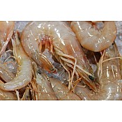 U/12 Gulf White Shrimp - Super Jumbo (Heads-On) IQF 10 Pounds