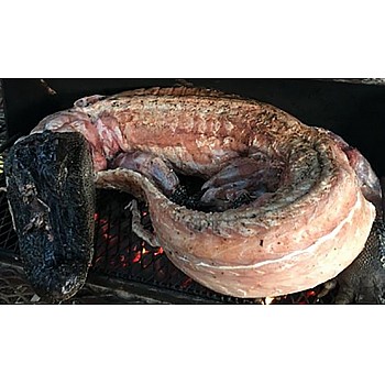 Whole Skinned Alligator