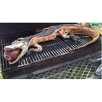 alligator gator grill