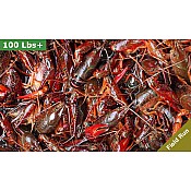 LIVE Crawfish Field Run 90 lbs - No Seasoning