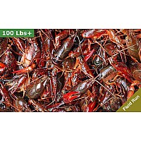 LIVE Crawfish Field Run 90 lbs - No Seasoning