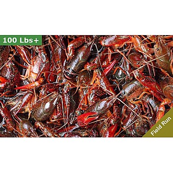 LIVE Crawfish Field Run 90 lbs - No Seasoning