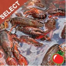Live Crawfish Select w/ seasoning 1 Sack