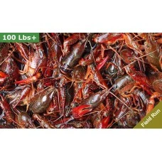 90 lbs Field Run Crawfish – Order Live Crawfish in Bulk 90 lbs Field Run Crawfish – Order Live Crawfish in Bulk